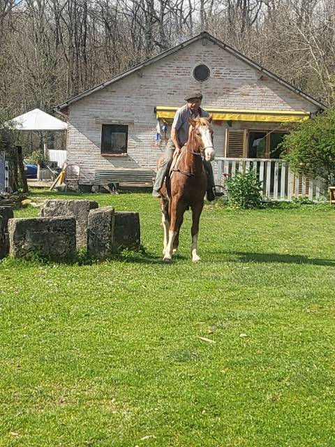 Un cheval ami 