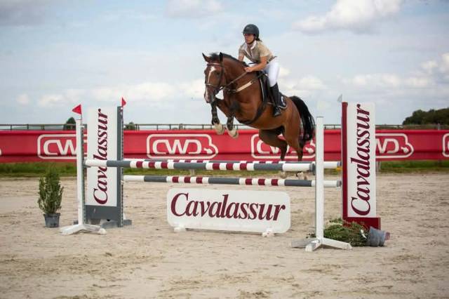 à vendre ou à échanger- hongre selle français de 8 ans
