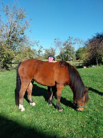 Poney pottok 6 ans