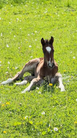 Poulain qlassic x qaprice boismargot 