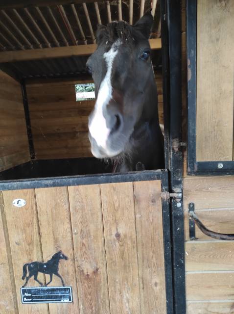 Ponette français de selle 
