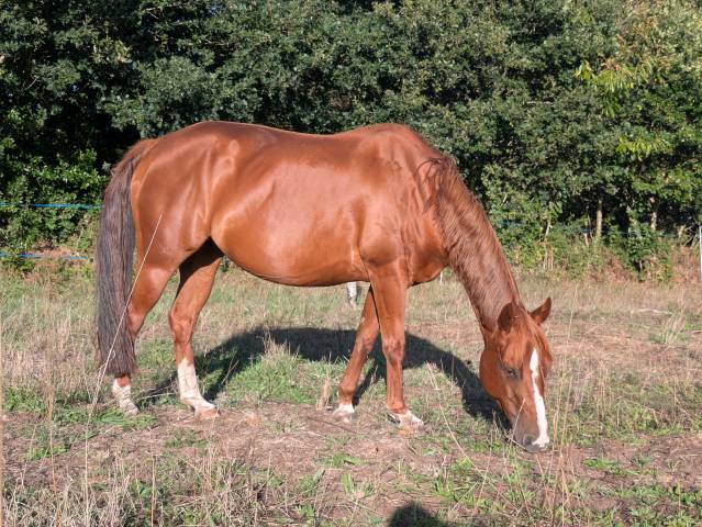 Poulinière quarter horse