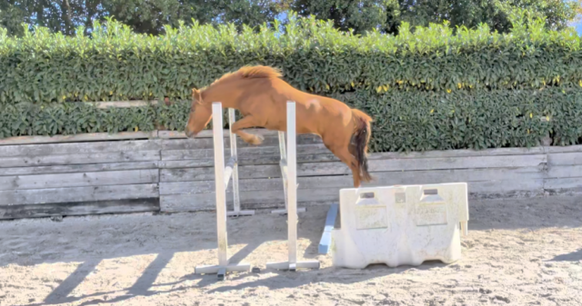 Poney de 3 ans 