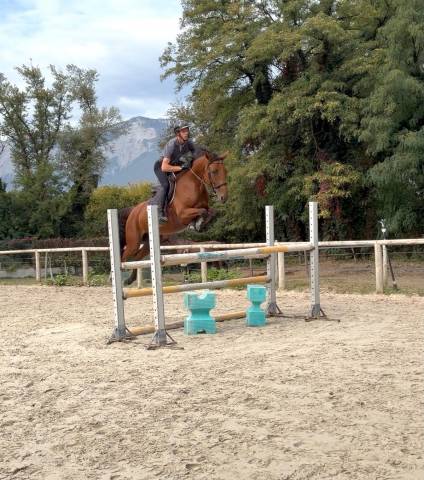 Jument 5 ans - respect - sang - moyen am elite