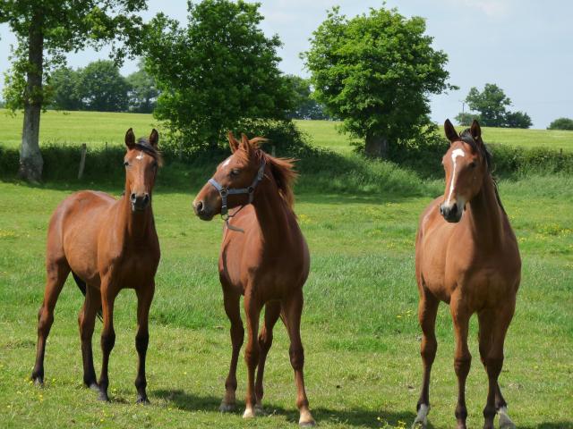 Pension chevaux pré, pré/box en mayenne (53)
