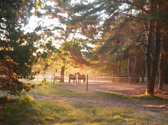 Pension de chevaux, deux carrieres, cross, randonnees