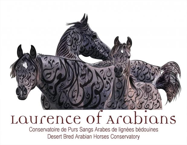 Pur sang arabe de vos rêves!