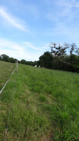 Pension au pre chevaux poneys