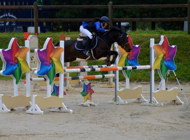 Elevage dance poneys new forest