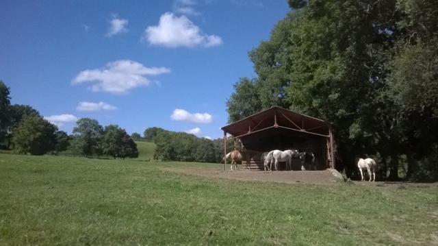 Pension / gardiennage cheval (03 allier)