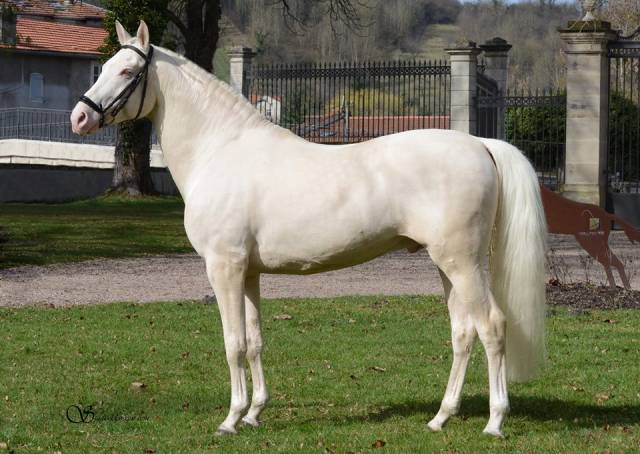 Urban legend equi'rev : saillie étalon race crème agréé aes en iac