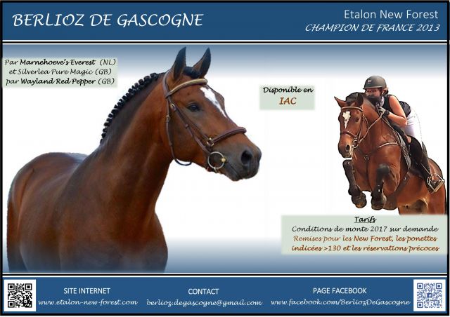Berlioz de gascogne : etalon new forest berlioz de gascogne
