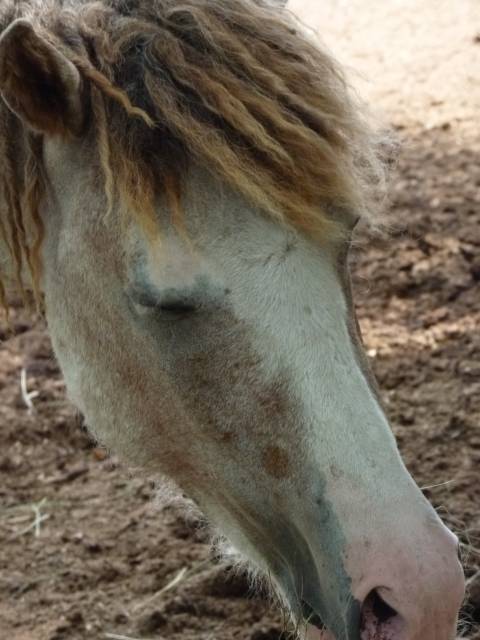 Magnifique jeune etalon curly micro-frisé (100% gaited)