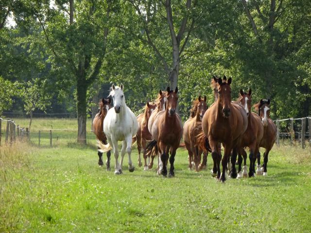 Vos chevaux entre de bonnes mains