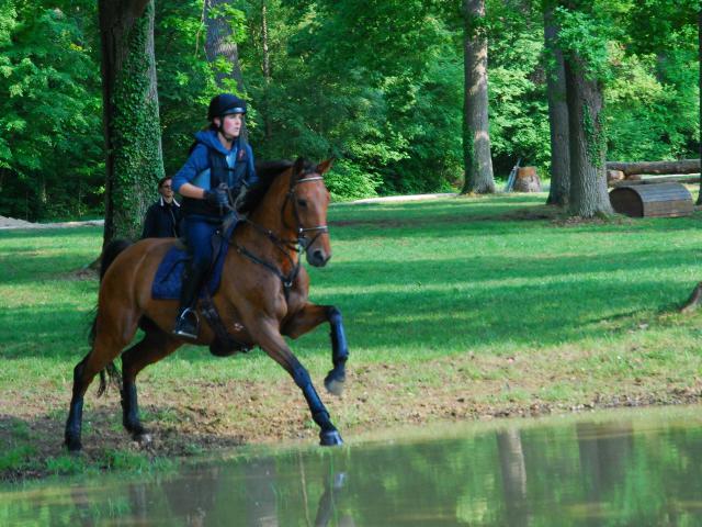 Pension chevaux dans installations ergonomiques