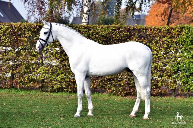 Colestus : colestus - 2006 - gris - 1m70 - westphalien