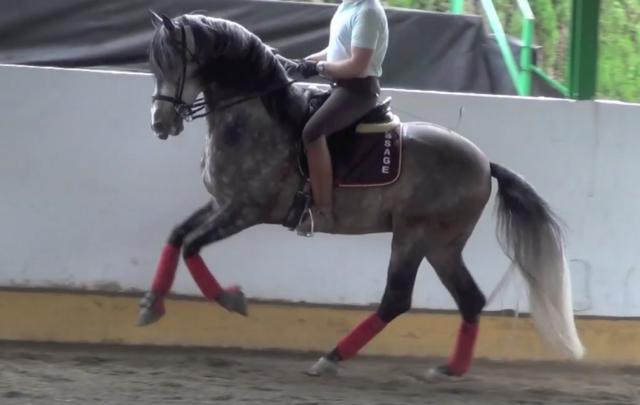 Majo : magnifique etalon pour le dressage