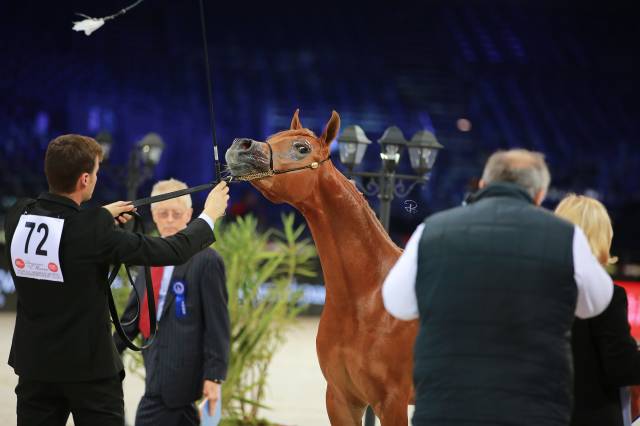 Avalon saphir de lune : world top ten - intern champ. “avalon saphir de lune “ 