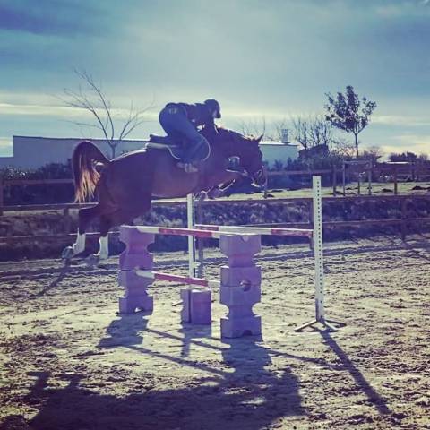 Pension chevaux