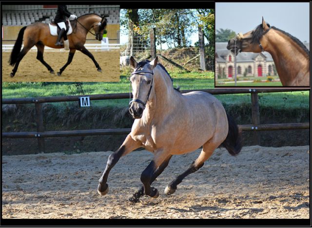 Farolero pm ii  : pure race espagnole isabelle 