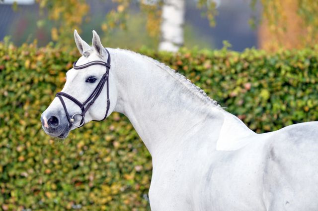 Convall : convall -  gris - 1m72 - holstein