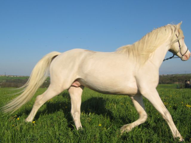 Apollon : etalon  arabe-barbe crème approuvé  rare