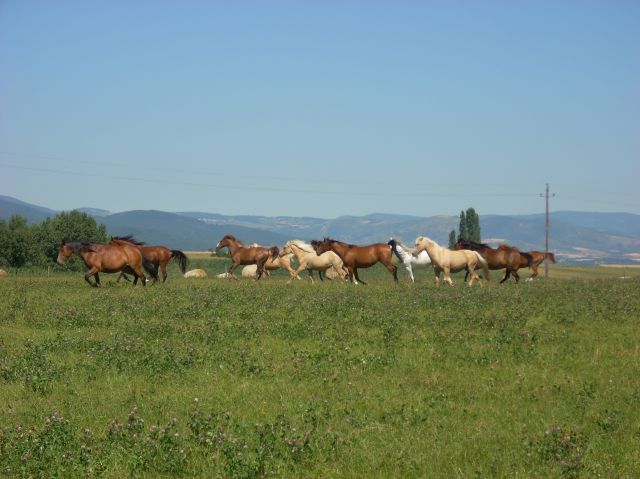 Prend en pension chevaux rustique