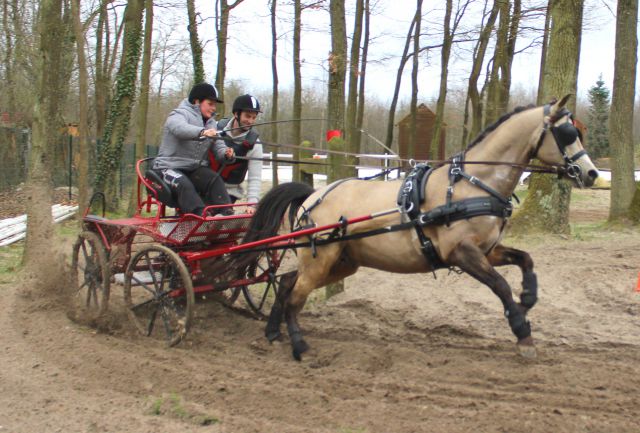 Solist des brimbelles pfs : saillie étalon pfs, isabelle 140 cm.