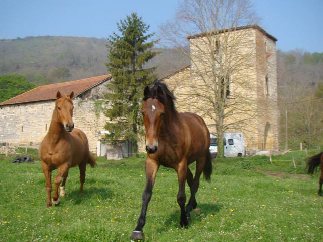 Pension ferme equestre latsaga zalditokia