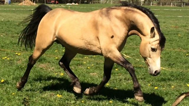 Solist des brimbelles pfs : saillie étalon pfs, isabelle 140 cm ipo 122.