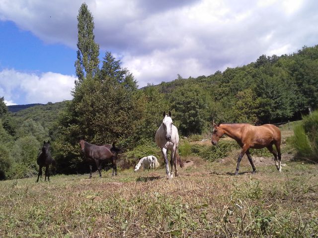 Pension d'elevage / retraite pour chevaux 