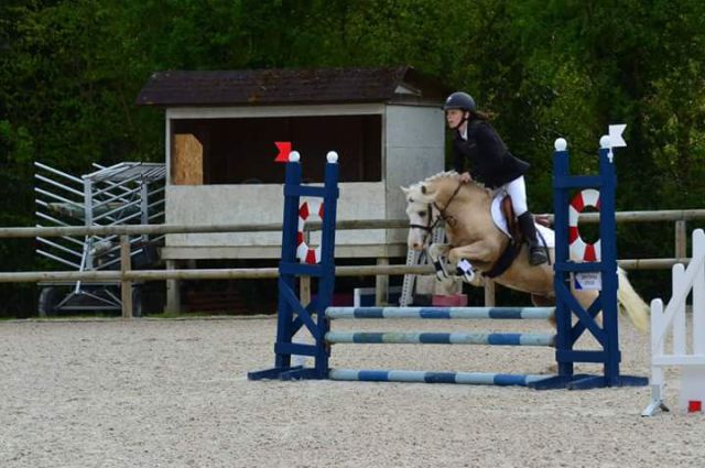 Brynbella golden boy  : étalon welsh mountain palomino 