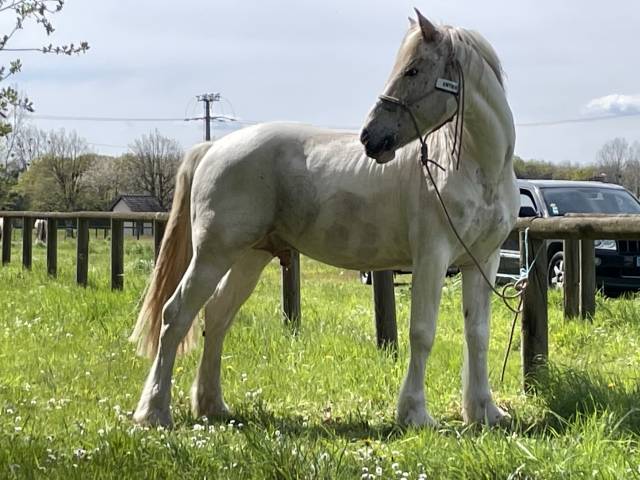 Quentin : apaloosa croisé percheron - pie alezan tovero
