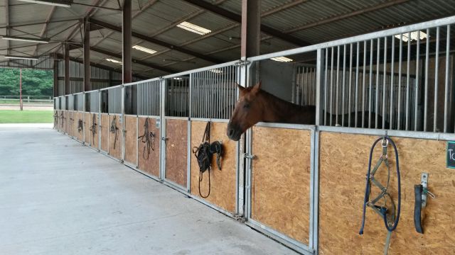 Les ecuries du tholon- pension chevaux dans le 89