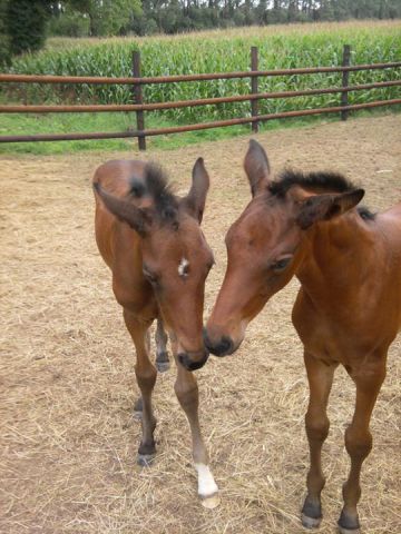 Pension chevaux poneys