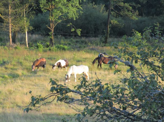 Ferme des hauts prés - pension pour chevaux