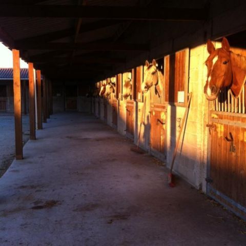 Pension chevaux entre crécy la chapelle et meaux