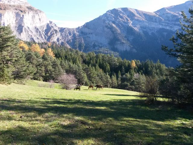 Un élevage bio selon la philosophie du cheval originel