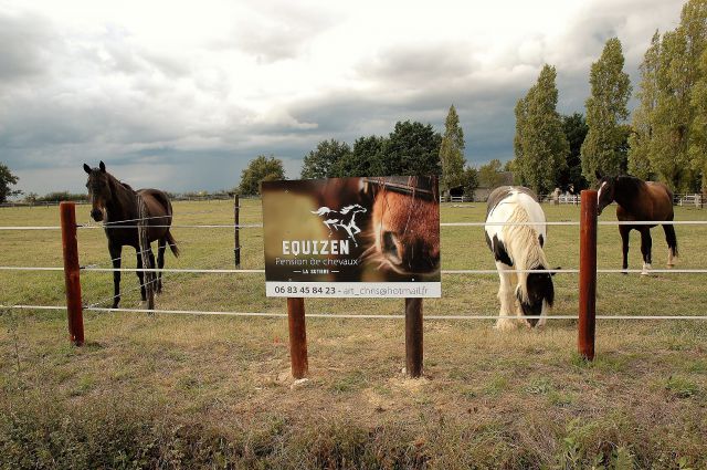 Pension de chevaux