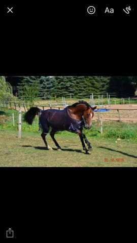Pension / retraite /cheval 
