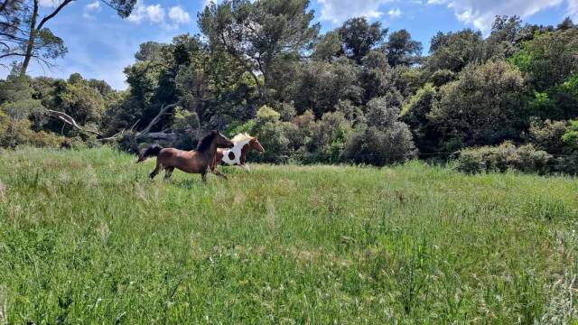 Pension chevaux montpellier