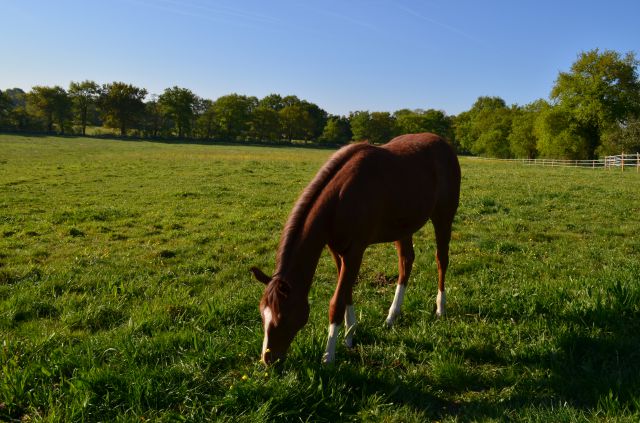 Pension chevaux - haras du chiron 85