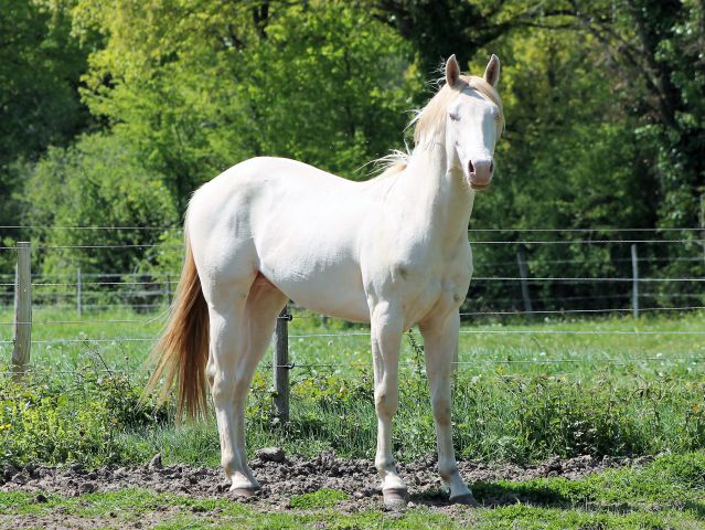 New wimpy cat : saillie 2018 - new wimpy cat, qh, 2015