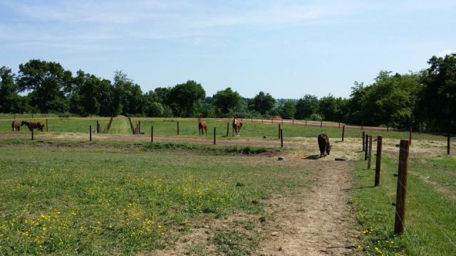 Ecurie de propriétaire , entrainement sur piste