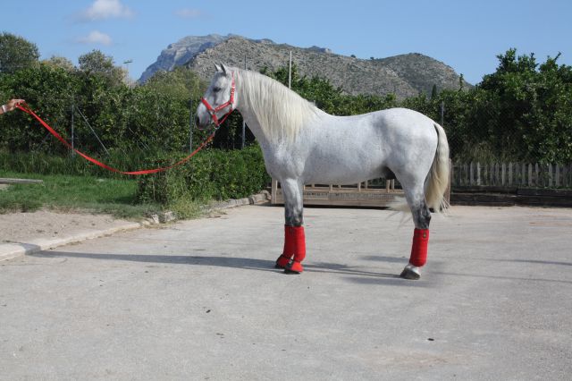 Talabartero - andalou 2007