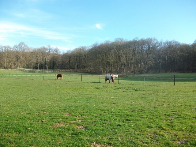 Pension pour cheval à la retraite