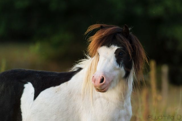 Frisbee : saillie poney shetland pp