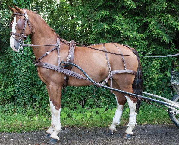 Dressage a l attelage chevaux et poneys