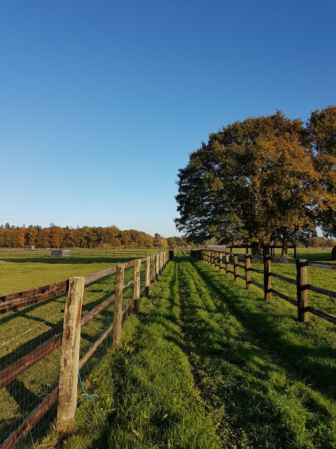 Pension,élevage : haras du feu, ecurie ancelin