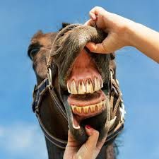 Dentiste equin frédéric andrau